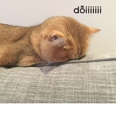 an orange cat laying on top of a couch next to the words doliii