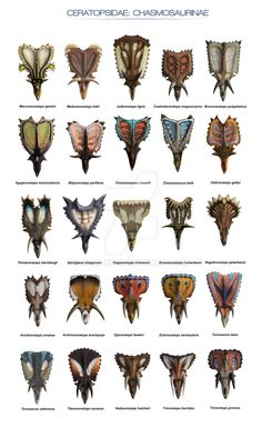 an image of different types of moths