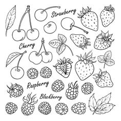 a set of hand drawn fruits and berries with the words strawberry, cherry, raspberry