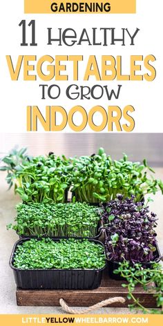 vegetables are growing in trays with text overlay that reads 11 healthy vegetables to grow indoors