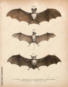 three different types of bats with wings spread out