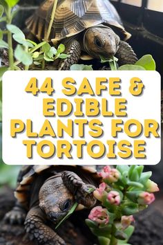 a turtle sitting on top of a plant with the words 4 safe and edible plants for tortoise