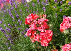 some red and purple flowers in a garden