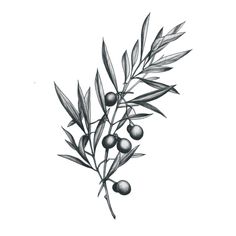 an ink drawing of some olives on a branch