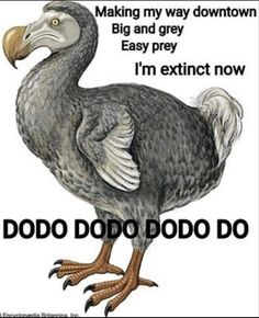 an image of a dodo bird saying making my way down and grey easy prey i'm extinct now