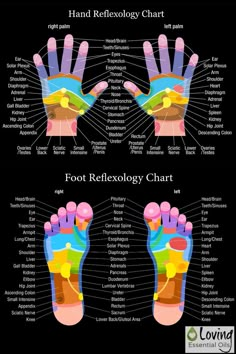 Why Would I Put Essential Oils on My Feet? | Loving Essential Oils http://www.lovingessentialoils.com/blogs/essential-oil-tips/69315843-why-would-i-put-essential-oils-on-my-feet Reflexology chart of feet and hand. Learn the specific pressure point of the different body systems. Save for future reference! Reflexology Foot Chart, Hand Reflexology, Reflexology Chart, Reflexology Massage, Foot Reflexology, Young Living Oils, Doterra Oils, Large Pores, Oil Uses