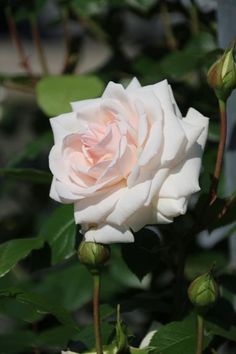 a white rose is blooming in the garden