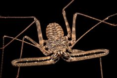 a close up view of a spider on a black background with no image to describe