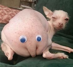 a hairless dog with blue eyes laying on a couch