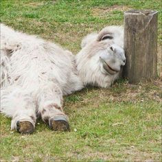 a goat laying on its back next to a wooden post in the grass with it's eyes closed