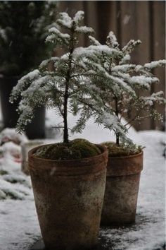 two potted plants with snow on them