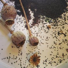 two wooden sticks sticking out of the ground next to some black stuff on top of a white plate