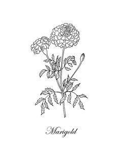 a black and white drawing of flowers with the word margul written in cursive writing