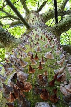 a very tall tree with lots of mushrooms growing on it