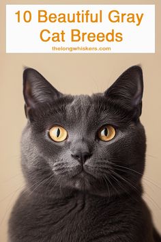 Love gray cats? We do too! These cats are soft, sleek, and absolutely gorgeous. While many cat breeds can have gray or blue coats, today we’re shining the spotlight on 10 of the most popular and beautiful gray cat breeds. Whether you’ve adored gray cats for years or are thinking about adding one to your family, keep reading to learn all about them! #catbreeds