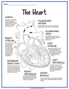 the heart labeled in different parts of the body and its major functions, including valves, vessels