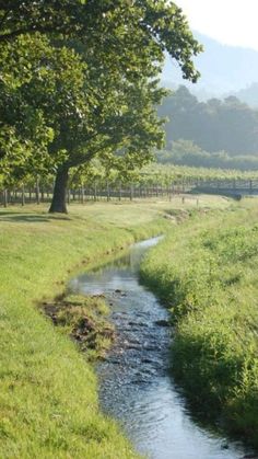 a small stream running through a lush green field next to a large tree and fence