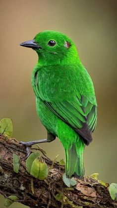 a green bird sitting on top of a tree branch