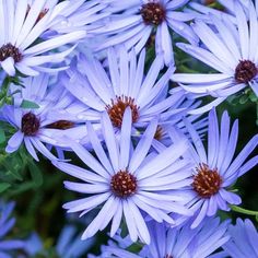 many purple flowers with green leaves in the background