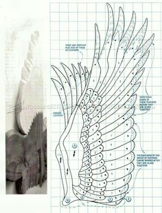 the diagram shows how to cut an eagle's wings