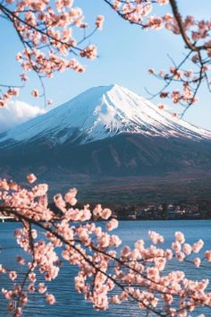 a mountain covered in snow next to a body of water with cherry blossoms on it