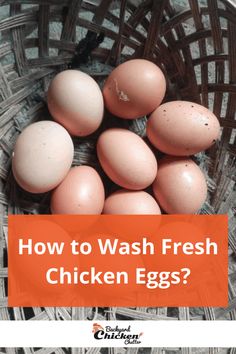 chicken eggs in a basket with text overlay how to wash fresh chicken eggs?