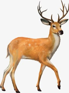 an image of a deer with antlers on it's head and tail, walking