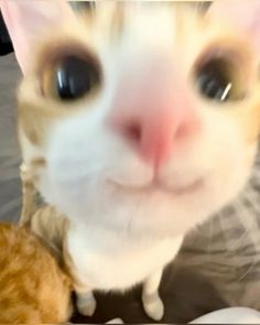 an orange and white cat looking at the camera