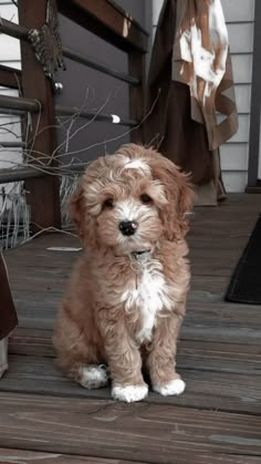 a brown and white dog sitting on top of a wooden floor next to a porch