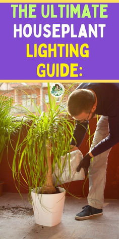 the ultimate houseplant lighting guide for beginners to use it in your home