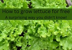 lettuce growing in a garden with the words how to grow lettuce for free