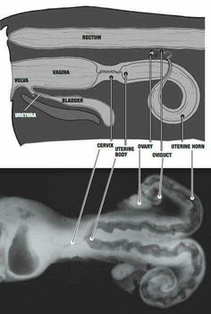 the structure of an animal's body and its external structures are labeled in black and white