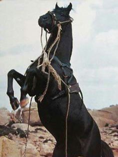 a black horse standing on its hind legs