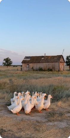 a flock of ducks walking across a field next to a barn