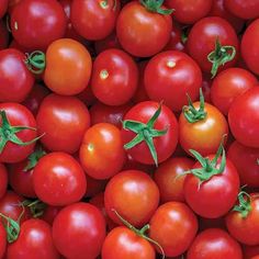 many red tomatoes with green stems on them