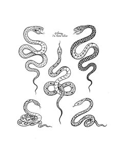 some snakes that are in different positions to be drawn by someone with pencils on paper