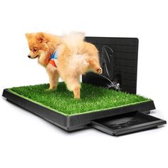 a dog standing on top of a grass covered field with water coming out of it