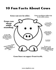 an animal with the words 10 fun fact about cows