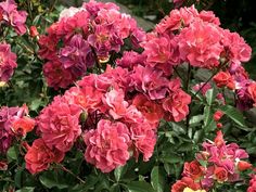 purple and red flowers are blooming in the garden