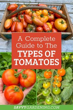 tomatoes and other vegetables with text overlay that reads a complete guide to the types of tomatoes