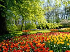 colorful flowers and trees in a park setting