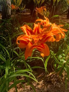 an orange flower is in the middle of some green grass and trees with sunlight shining on it