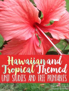 a pink flower with the words hawaiian and tropical themed unit studies and free printables