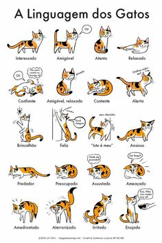 an image of cats in russian language