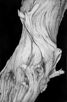 a black and white drawing of an old tree trunk with very thin bark on it