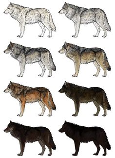 six different colored wolfs standing next to each other