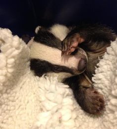 a baby badger curled up in a blanket