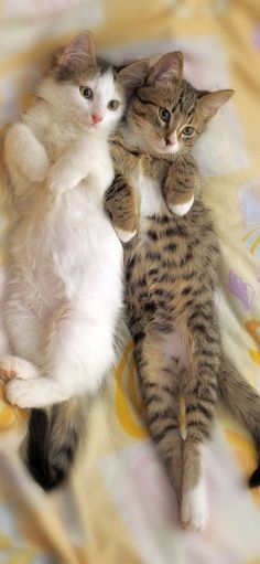 two cats laying on top of a bed next to each other