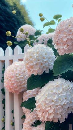 pink and white flowers in front of a white picket fence