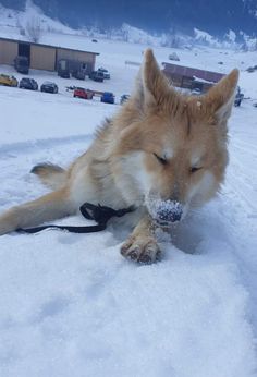 a dog is playing in the snow with a piece of food on it's nose